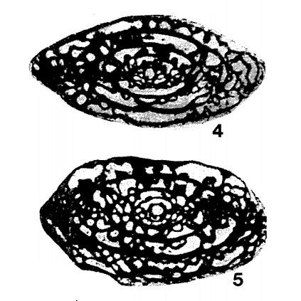 Pseudofusulina fastuosa Ketat, 1971