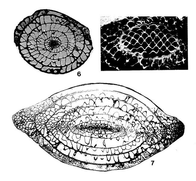 Paraschwagerina gigantea (White, 1932) Paraschwagerina gigantea (White, 1932)