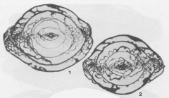 Alpinoschwagerina turkestanica Bensh, 1972