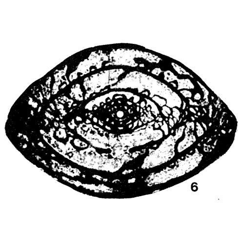 Fusulina muongthensis Deprat, 1915 Fusulina muongthensis Deprat, 1915