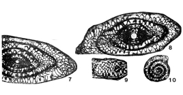 Parafusulina pseudojaponica Dutkevich, 1939