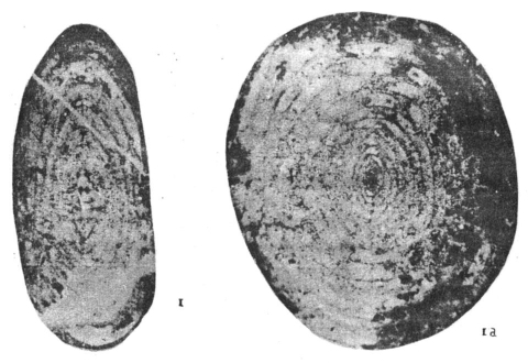 Staffella discoides Lee, 1931 Staffella discoides Lee, 1931