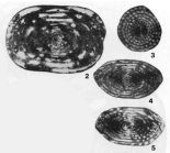 Haoella sinensis Gung, 1966