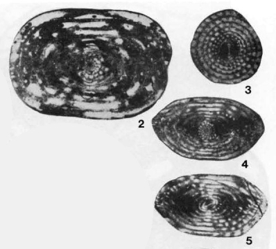 Haoella sinensis Gung, 1966 Haoella sinensis Gung, 1966