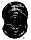 Staffella moelleri Ozawa, 1925