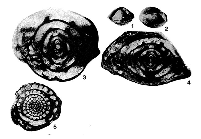 Leella bellula Dunbar & Skinner, 1937