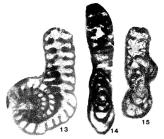 Palaeoreichelina donghoiensis Liêm, 1974
