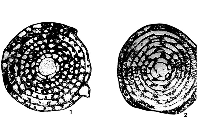 Pisolina excessa Lee, 1934 Pisolina excessa Lee, 1934