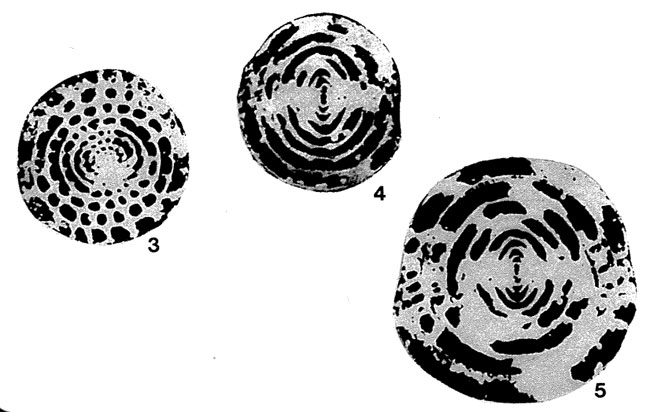 Sphaerulina crassispira Lee, 1934 Sphaerulina crassispira Lee, 1934
