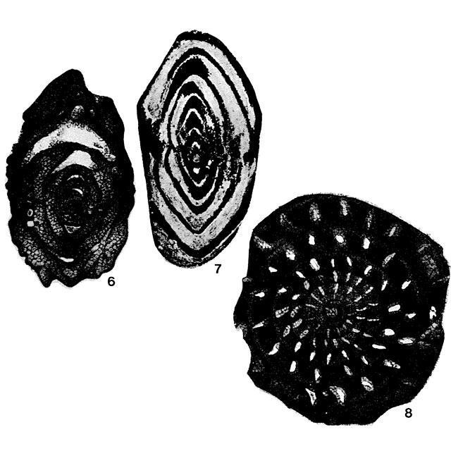 Fusulinella bradyi Möller, 1878 Fusulinella bradyi Möller, 1878
