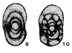 Chromista - Foraminifera (foraminifers)