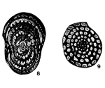 Chromista - Foraminifera (foraminifers)