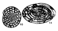 Chromista - Foraminifera (foraminifers)