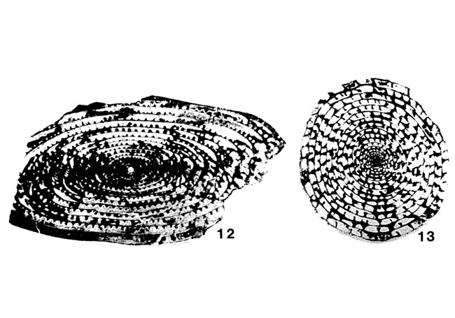 Pseudodoliolina pseudolepida subsp. gravitesta Kanmera, 1954 Pseudodoliolina pseudolepida subsp. gravitesta Kanmera, 1954