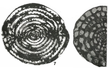 Armenina karinae Miklukho-Maklay, 1955