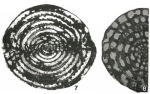 Chromista - Foraminifera (foraminifers)