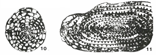 Pseudodoliolina ozawai Yabe & Hanzawa, 1932 Pseudodoliolina ozawai Yabe & Hanzawa, 1932