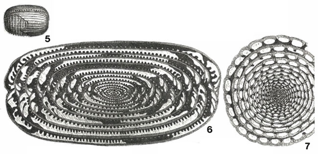 Schwagerina lepida Schwager, 1883 Schwagerina lepida Schwager, 1883