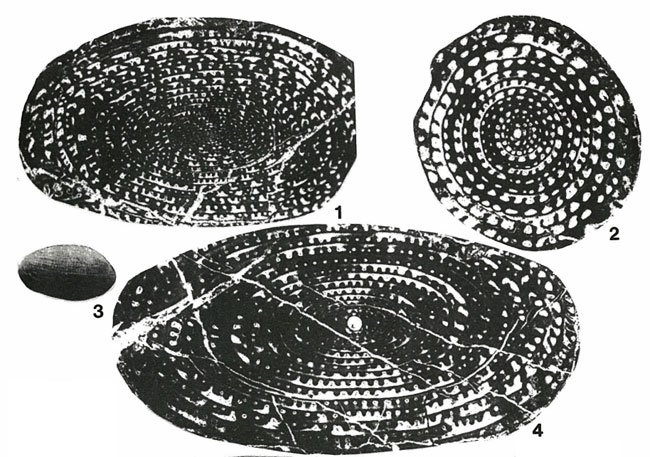 Schwagerina lepida Schwager, 1883 Schwagerina lepida Schwager, 1883