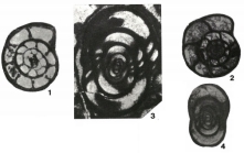 Kahlerina pachytheca Kochansky-Devidé & Ramovš, 1955