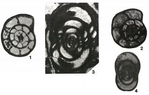 Kahlerina pachytheca Kochansky-Devidé & Ramovš, 1955 Kahlerina pachytheca Kochansky-Devidé & Ramovš, 1955