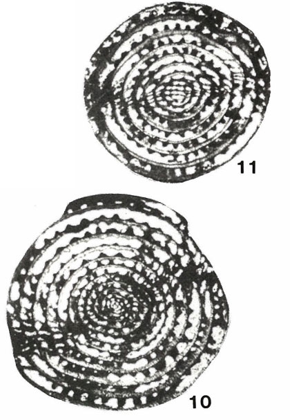 Cancellina pamirica Leven, 1967 Cancellina pamirica Leven, 1967