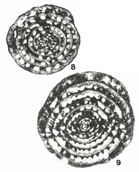 Cancellina pamirica Leven, 1967 Cancellina pamirica Leven, 1967