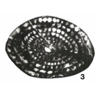 Fusulina (Neoschwagerina) primigena Hayden, 1909