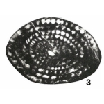 Fusulina (Neoschwagerina) primigena Hayden, 1909