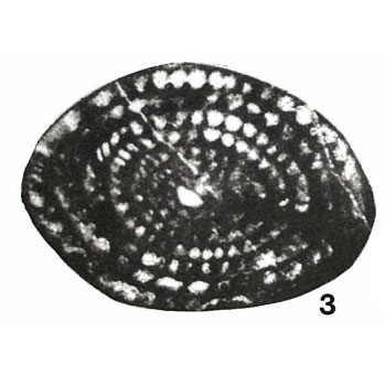Fusulina (Neoschwagerina) primigena Hayden, 1909 Fusulina (Neoschwagerina) primigena Hayden, 1909