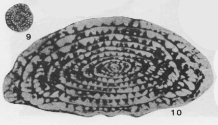 Shengella datieguanensis Yang, 1985 Shengella datieguanensis Yang, 1985