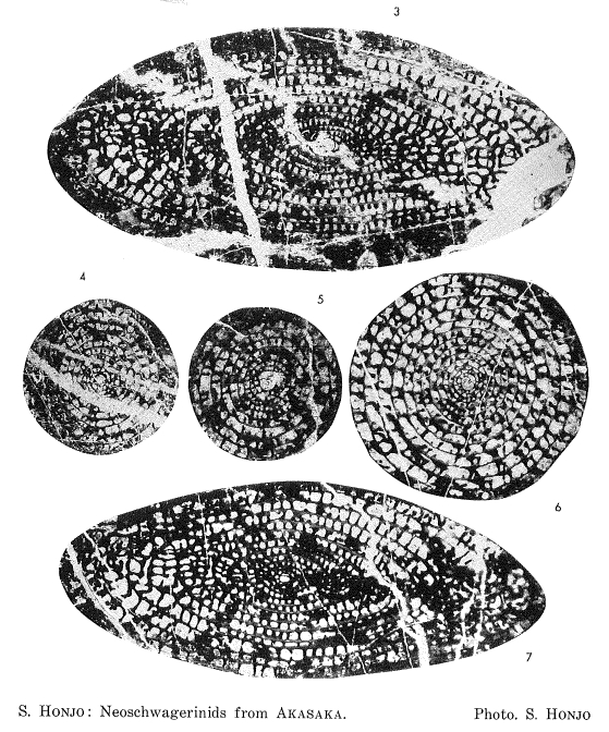 Gifuella gifuensis Honjo, 1959