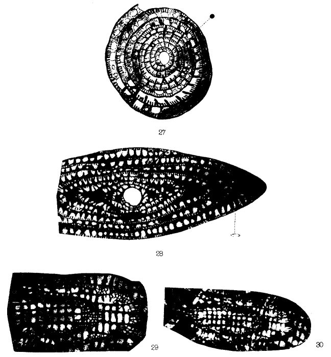 Sumatrina annae Volz, 1904 Sumatrina annae Volz, 1904