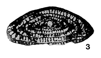 Doliolina schellwieni Deprat, 1913 Doliolina schellwieni Deprat, 1913