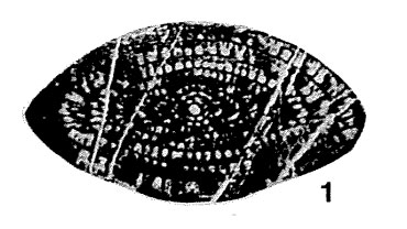 Doliolina schellwieni Deprat, 1913 Doliolina schellwieni Deprat, 1913