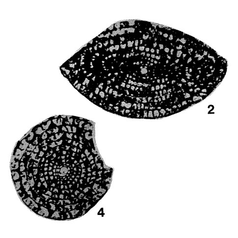 Doliolina schellwieni Deprat, 1913 Doliolina schellwieni Deprat, 1913