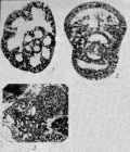 Bradyina pseudonautiliformis Reitlinger, 1950