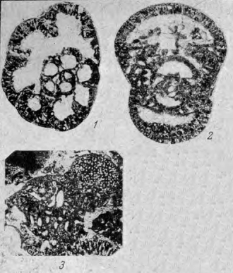 Bradyina pseudonautiliformis Reitlinger, 1950 Bradyina pseudonautiliformis Reitlinger, 1950