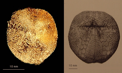 Amphipneustes koehleri Amphipneustes koehleri