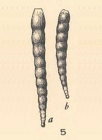 Nodosinella perelegans Plummer, 1930