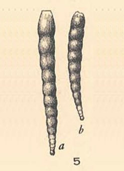Nodosinella perelegans Plummer, 1930 Nodosinella perelegans Plummer, 1930