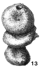 Nodosinella concinna Brady, 1876