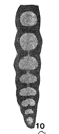 Tikhinella measpis Bykova, 1952