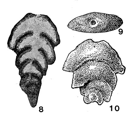 Frondilina devexis Bykova, 1952 Frondilina devexis Bykova, 1952