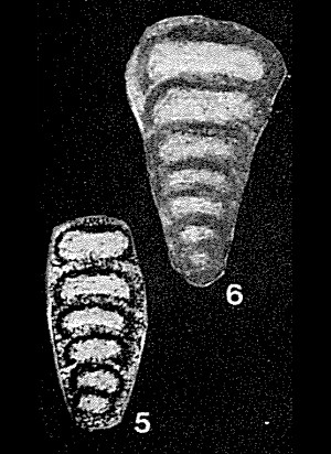 Eogeinitzina devonica Lipina, 1950 Eogeinitzina devonica Lipina, 1950