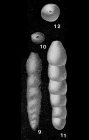 Spandelina (Spandelinoides) nodosariformis Cushman & Waters, 1928