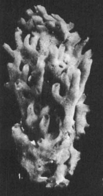 Gelliodes carnosa var. laxa Dendy, 1922