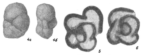 Chernyshinella disputabilis Dain, 1958