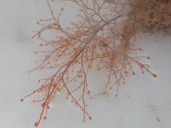 Eudendrium, (2023, fig. 2) Eudendrium, (2023, fig. 2)