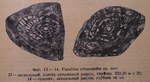 Fusulina citronoides Manukalova, 1948